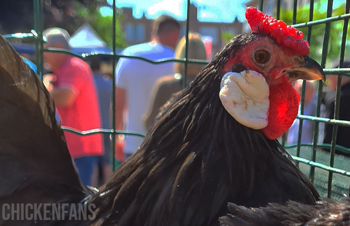 rosecomb bantam