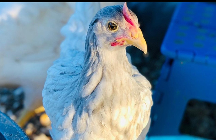 a sapphire splash chicken