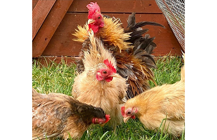 a flock of frizzle serama chickens