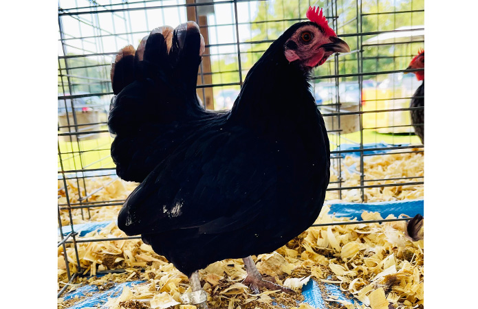 a serama chicken competing in a poultry show
