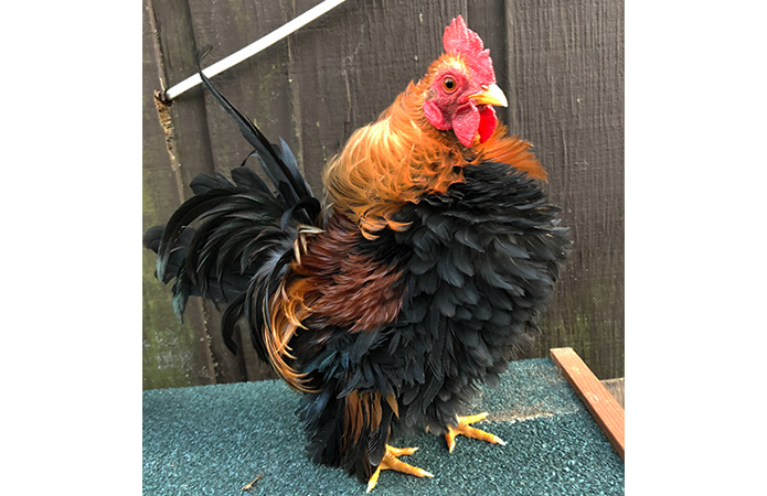 a frizzle serama rooster
