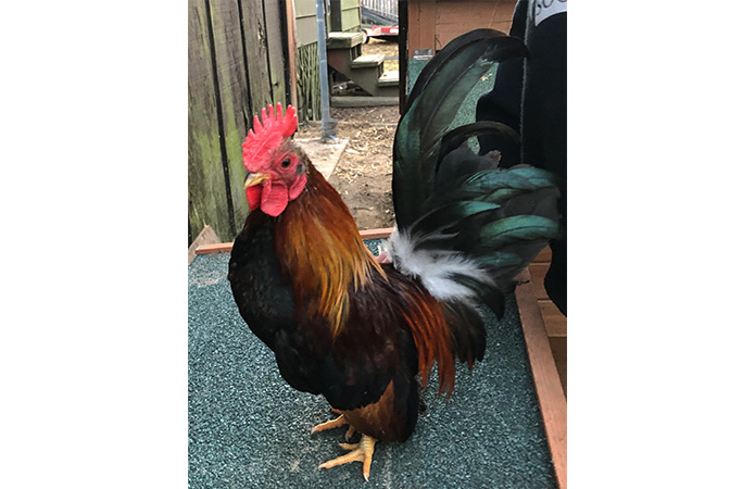  a serama chicken rooster