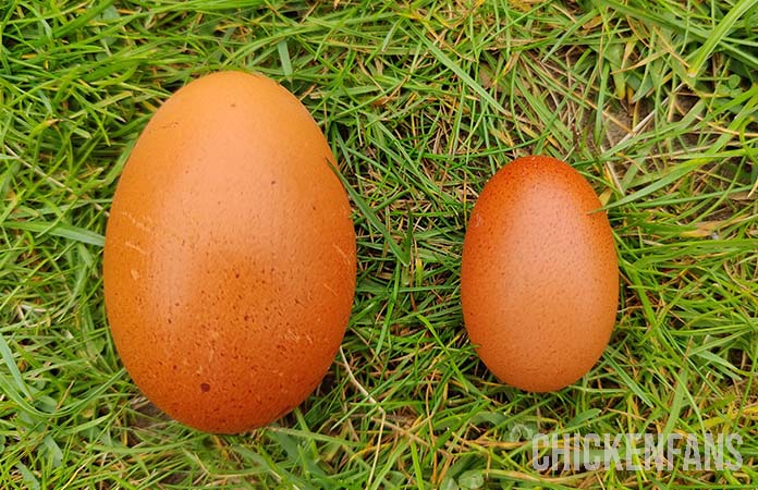 two eggs compared, one regular sized and one small egg