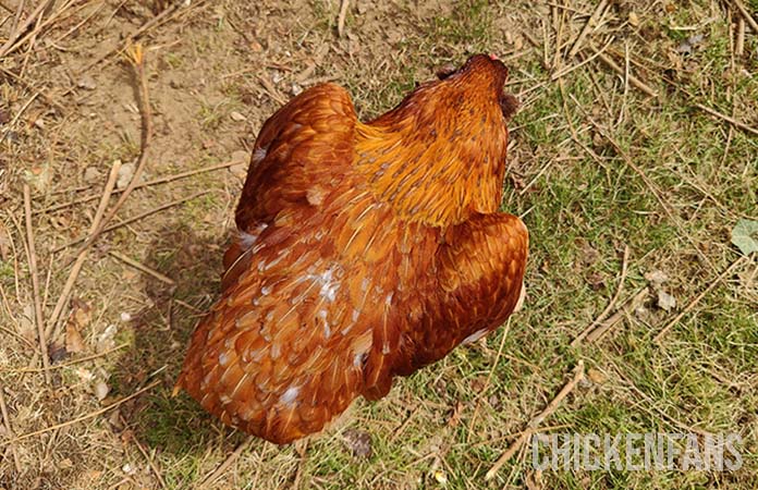 a hen squatting is a sign of reaching sexual adulthood