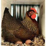 a welsummer chicken sitting on eggs