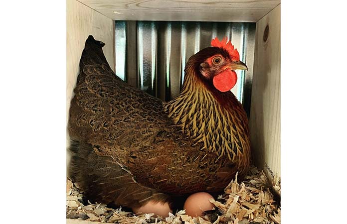 a welsummer chicken sitting on eggs