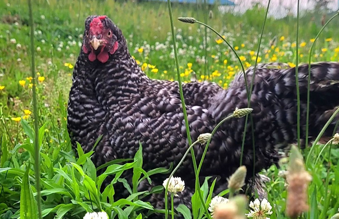 a dominique chicken