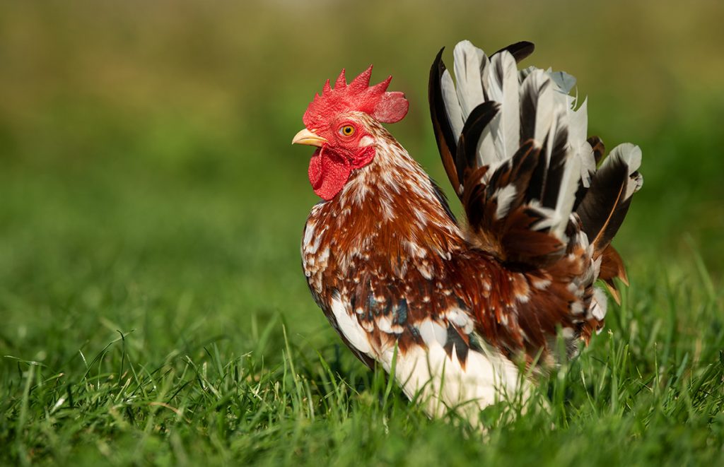 a serama rooster