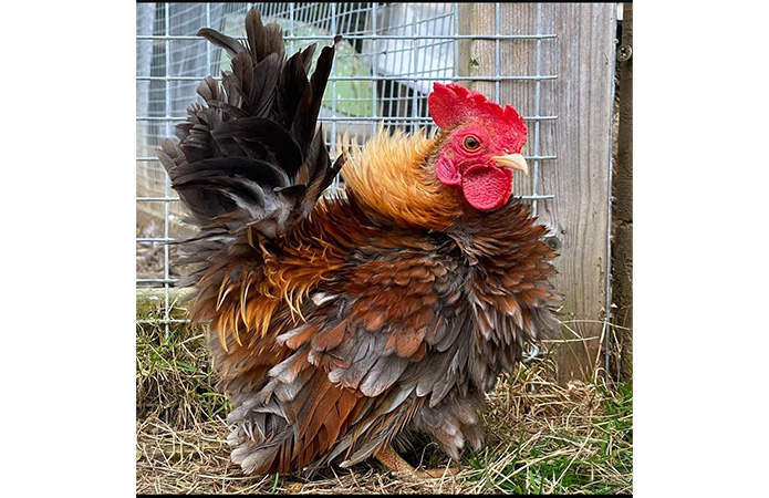 a frizzle serama rooster