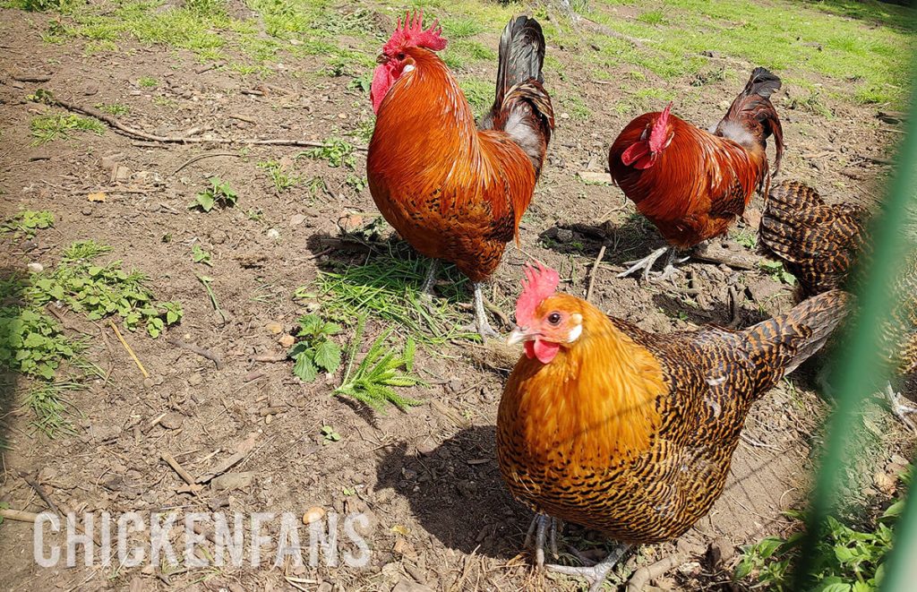 flock of zingem laying fowl, with roosters and hens, where you can clearly see the reddish color o the roosters and the brown hackles of the hens