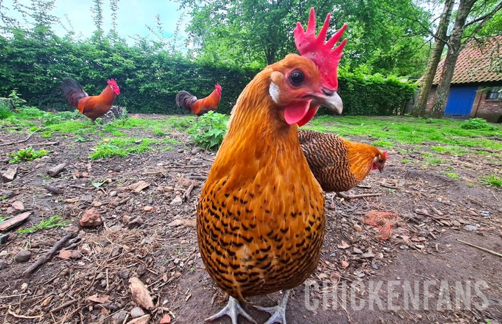 front view of a zingem laying hen showing the upright single comb