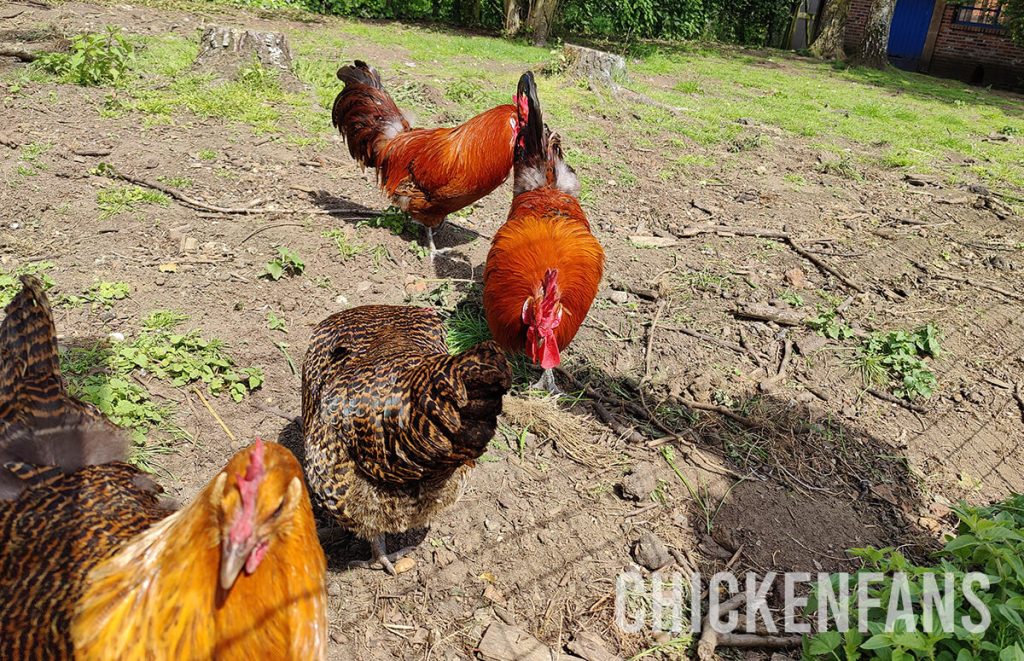 Zingem laying fowl flock scraping the soil outdoors