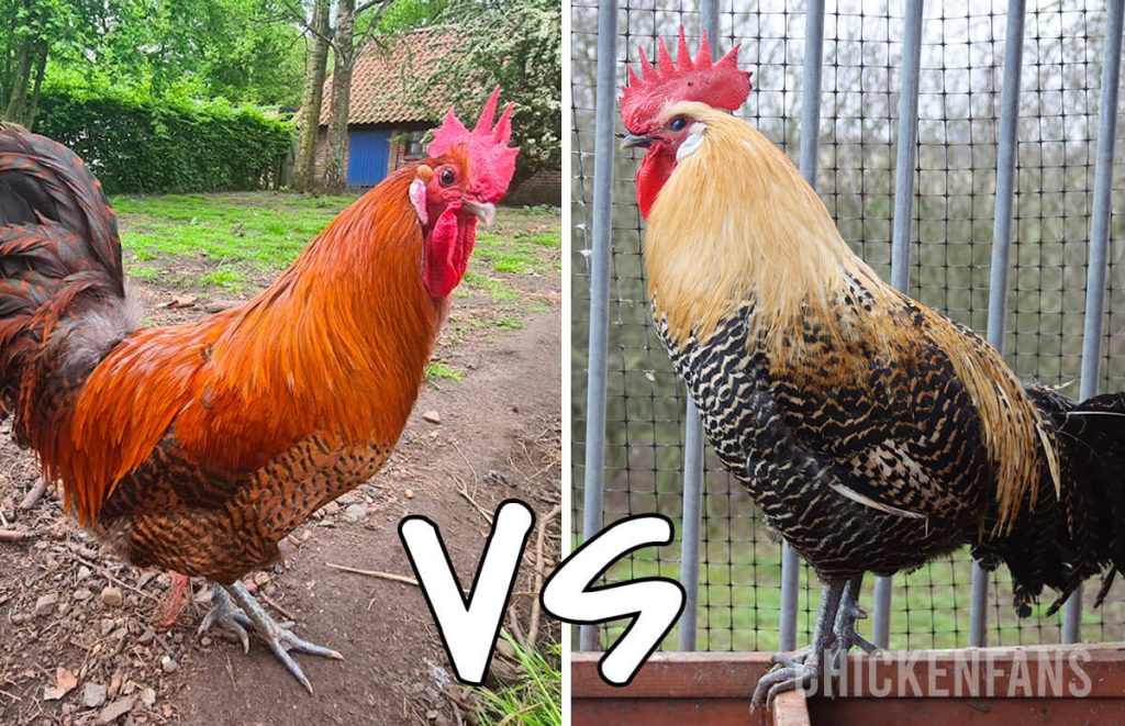 Zingem Laying Fowl (Left) vs Campine or Braekel (Right), showing much more intense red ground color, no barring pattern on the chest