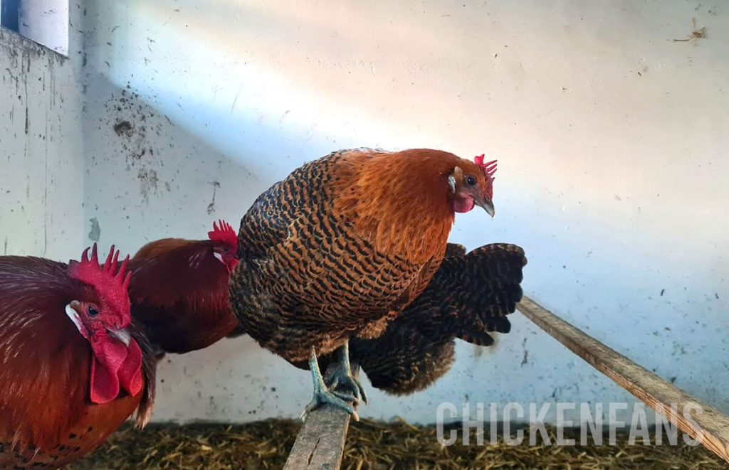 Zingem laying fowl roosting in the evening, both hens and roosters