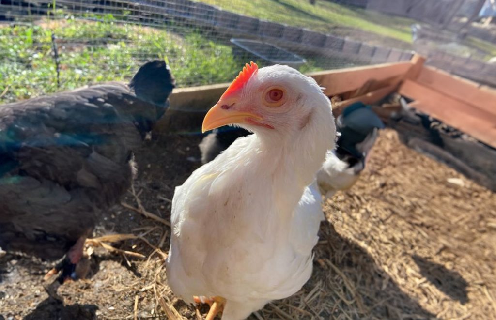 the reddish eyes of an albino chicken