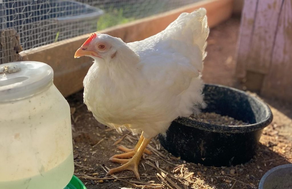 an albino chicken