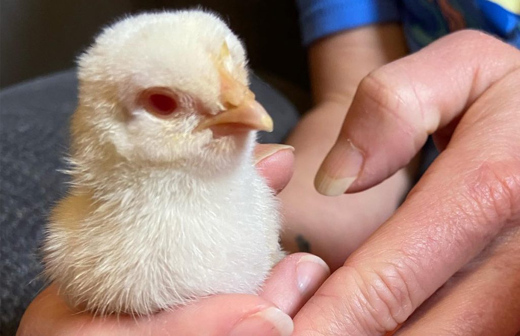 An albino chick