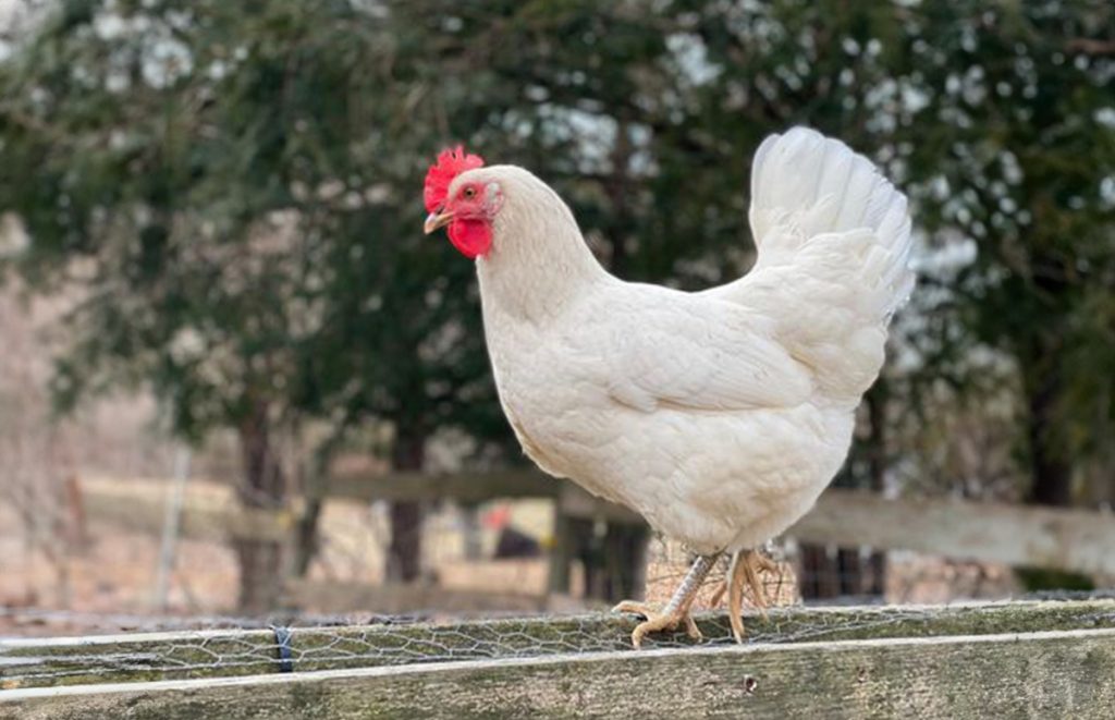 an austra white chicken