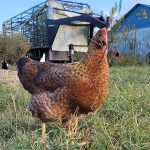 a bielefelder hen
