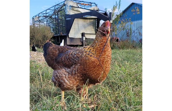 a bielefelder hen