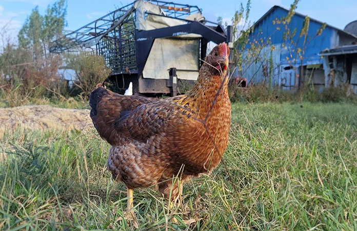 a bielefelder chicken