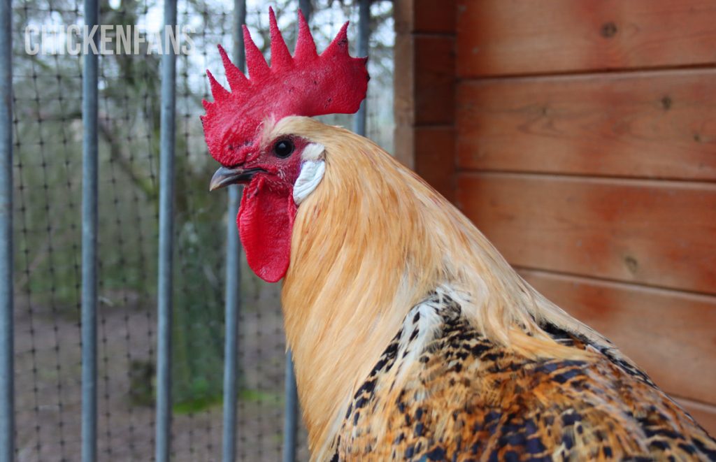 a campine rooster