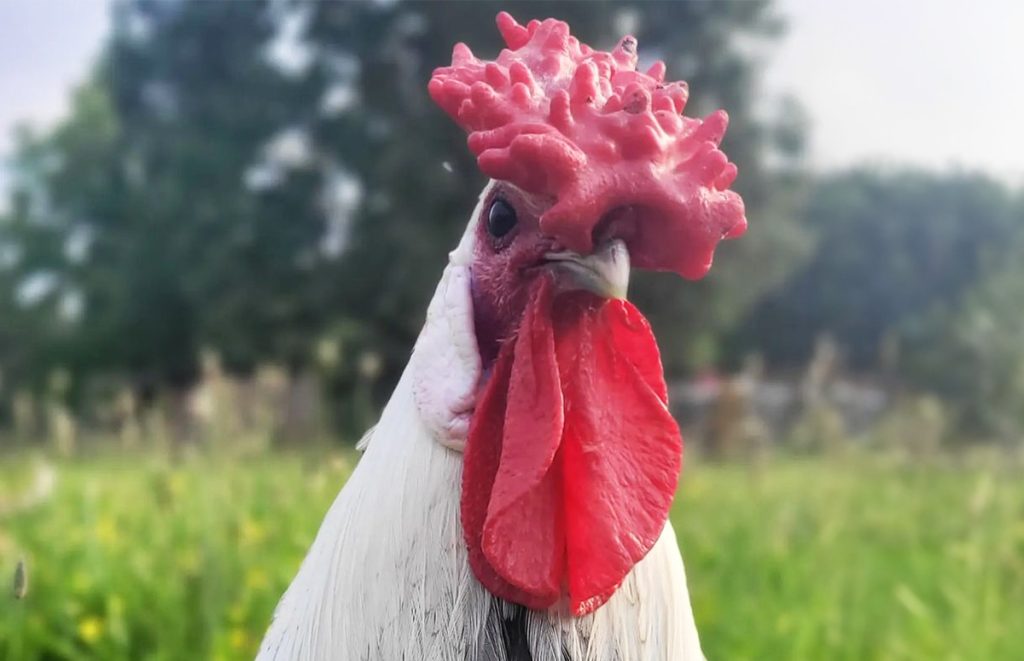 a hamburg rooster with a very large rose comb