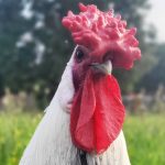 a hamburg rooster with a very large rose comb