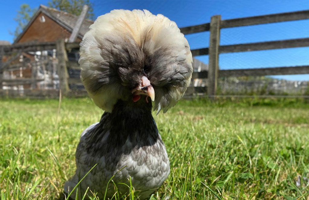a polish chicken with a big poofy afro