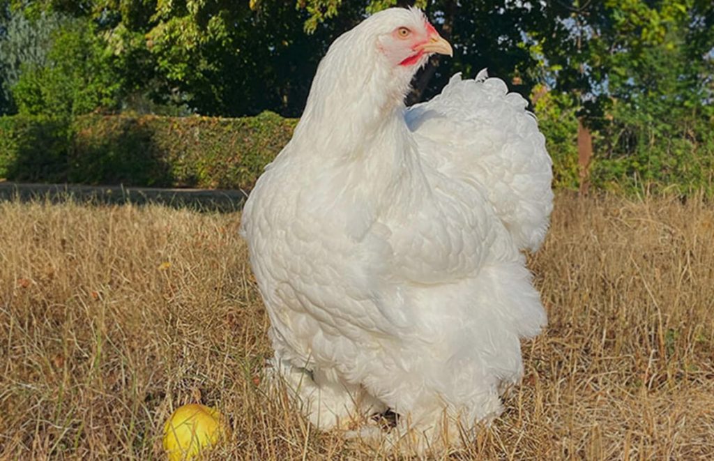 a white cochin chicken