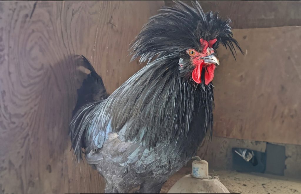 a crevecoeur chicken - rooster