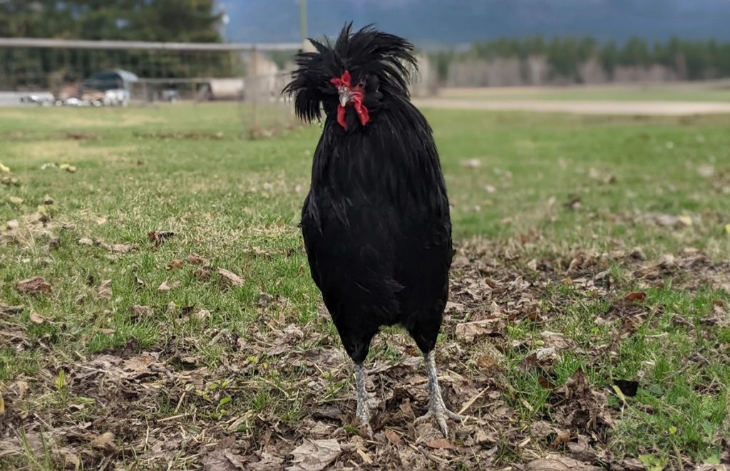 a crevecoeur rooster