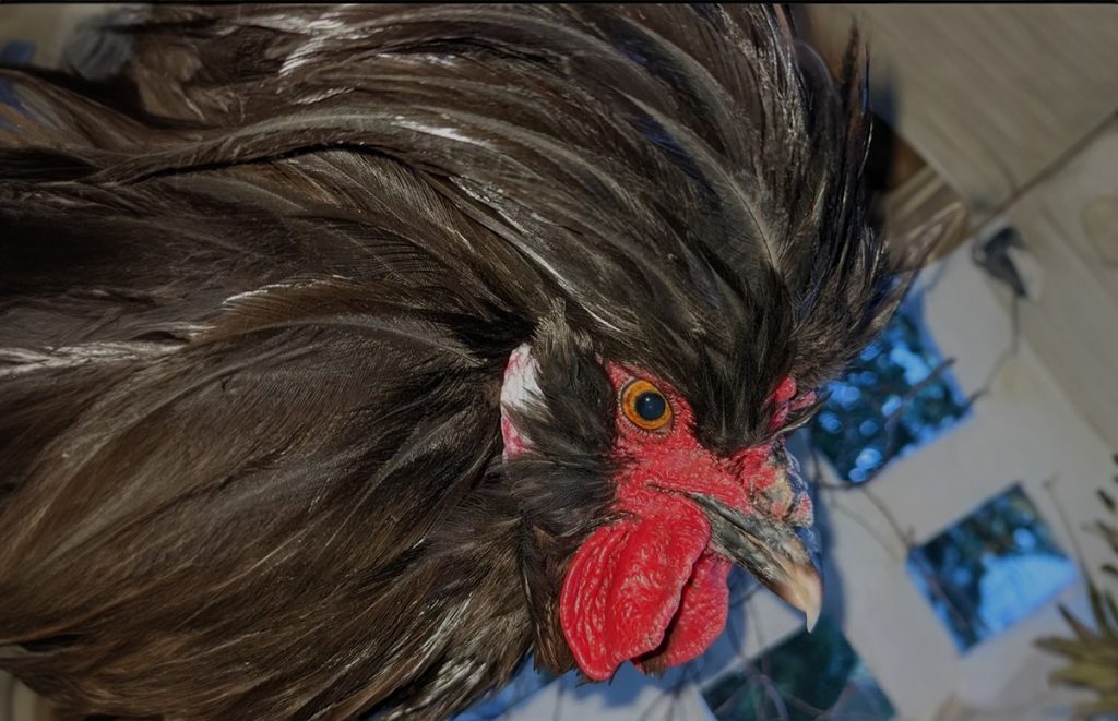 a crevecoeur rooster