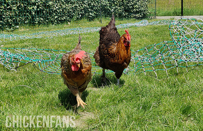 two chickens and the rentacoop electric fencing