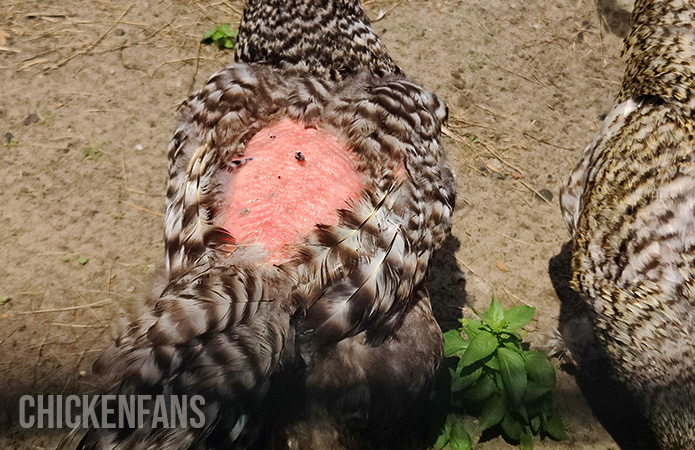 a chicken looses its feathers due to aggressive mating