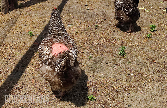 a hen with a bare back, a result from aggressive mating