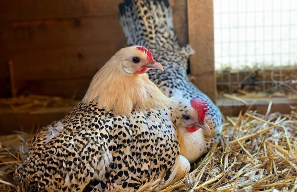 two groninger meeuw chickens