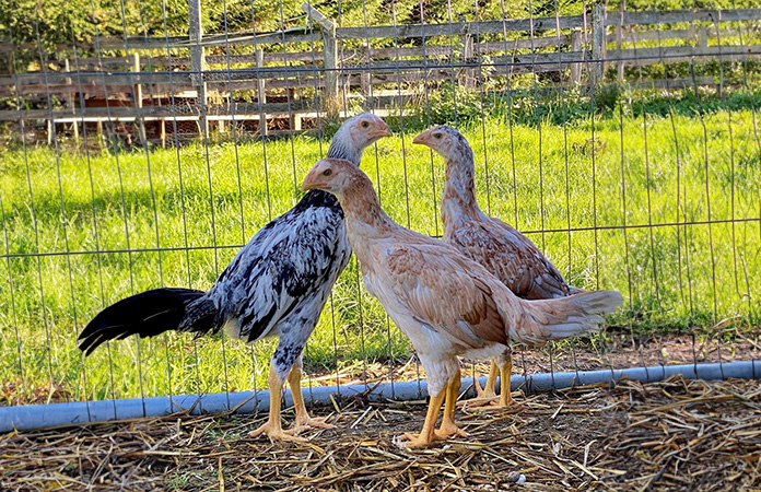 indio gigante chickens