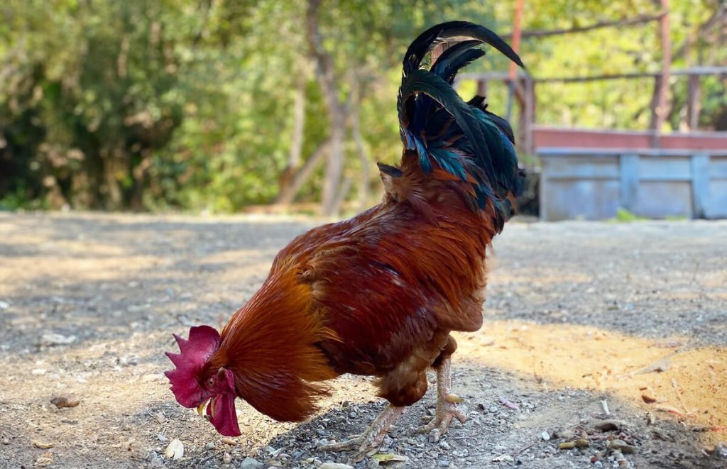 a new hampshire rooster