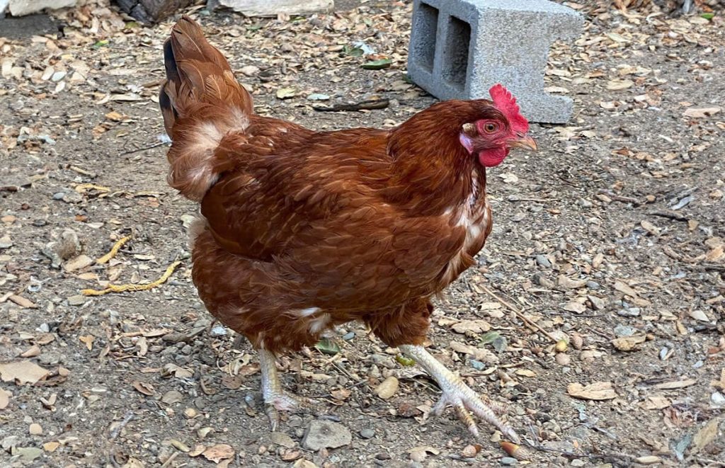 a new hampshire chicken