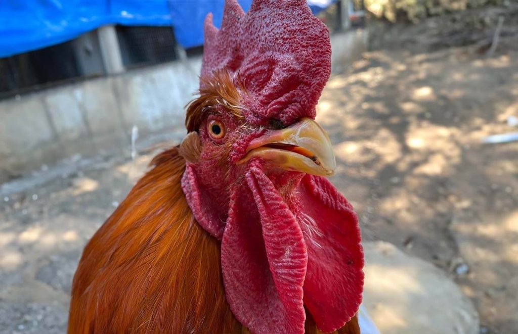a close up from a new hampshire rooster