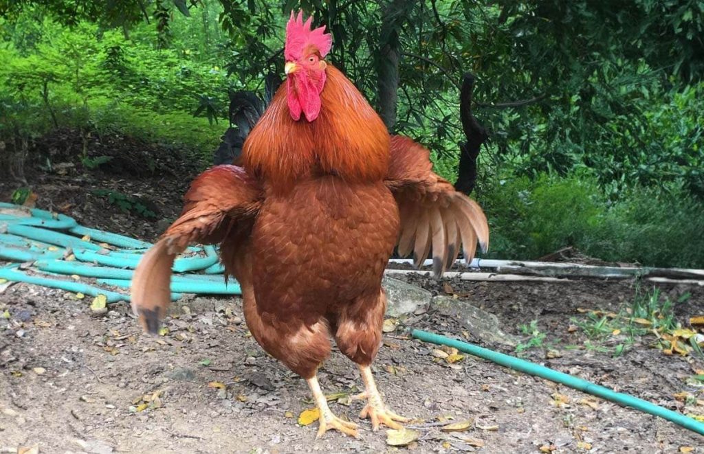 a new hampshire rooster