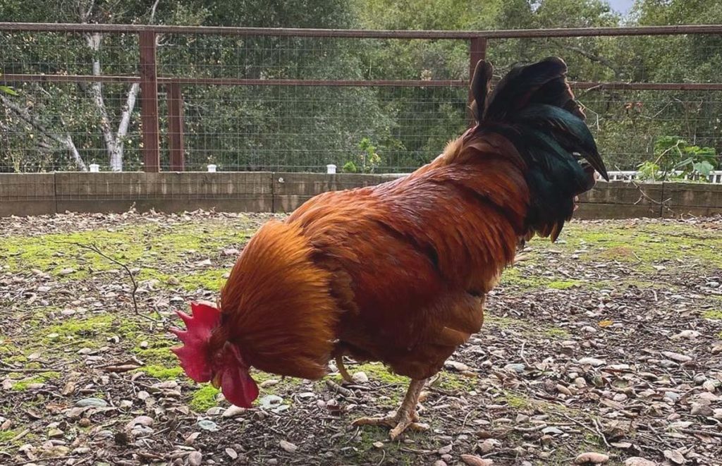 a new hampshire rooster