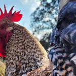 a niederrheiner rooster