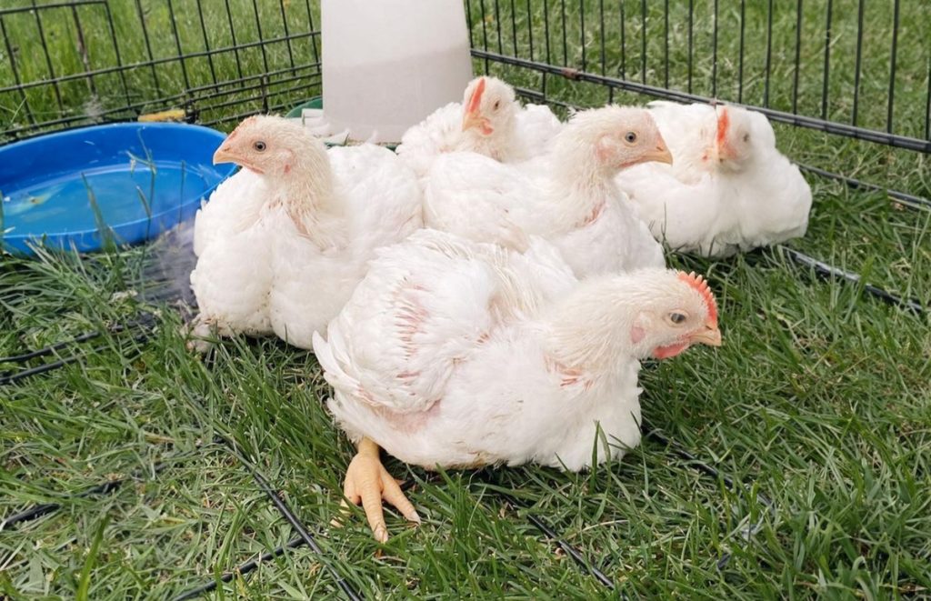 some sornish chickens as pullets