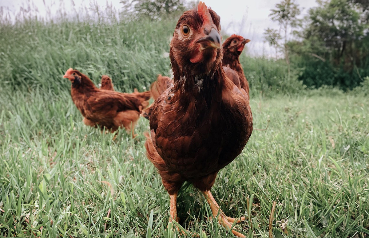 What Is A Pullet? The Lifecycle Of a Chicken Explained