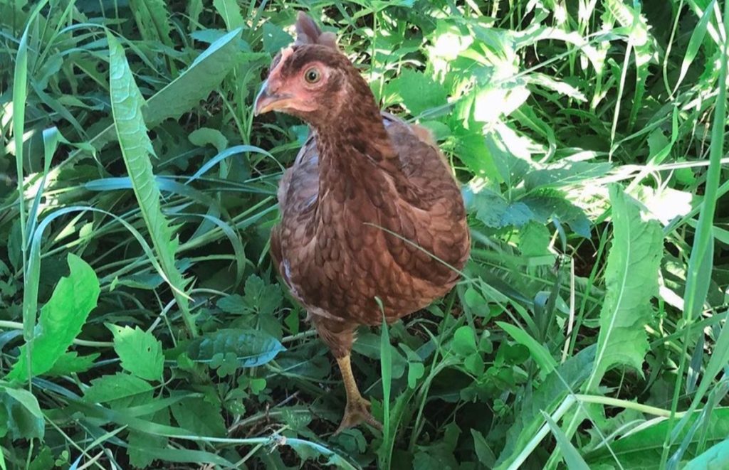 a pullet is a young female chicken