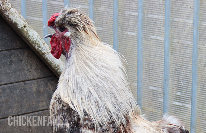 a silkie rooster crowing