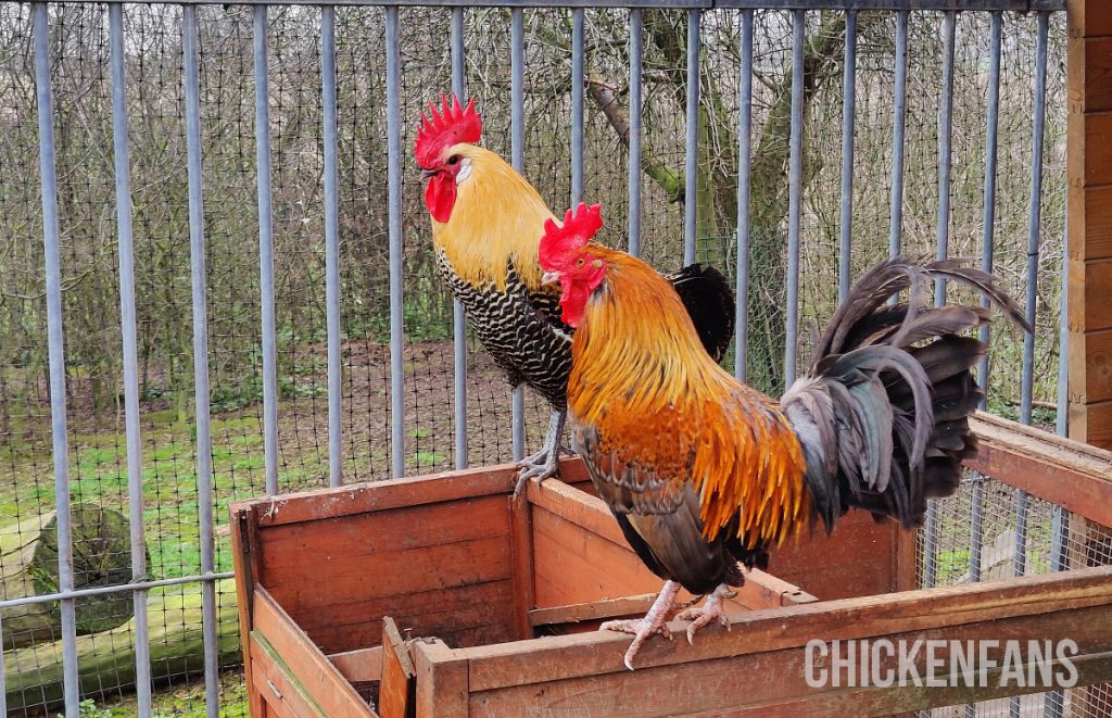 two roosters on a broken wooden coop