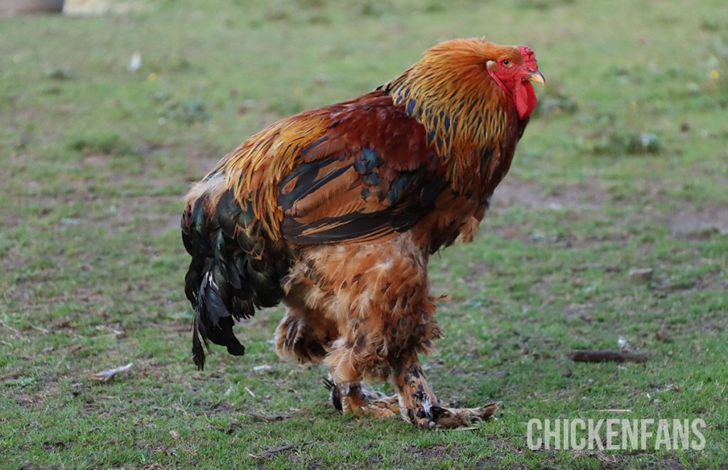 a large brahma rooster